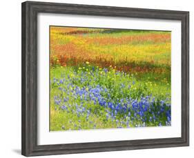 Wildflowers along Highway 29 between Llano and Buchanan Dam, Texas Hill Country-Sylvia Gulin-Framed Photographic Print
