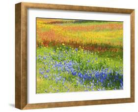 Wildflowers along Highway 29 between Llano and Buchanan Dam, Texas Hill Country-Sylvia Gulin-Framed Photographic Print
