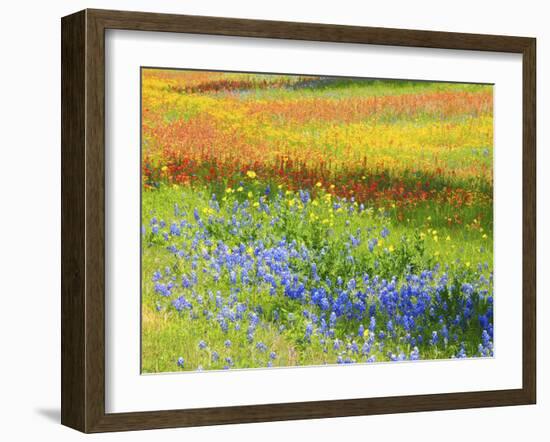 Wildflowers along Highway 29 between Llano and Buchanan Dam, Texas Hill Country-Sylvia Gulin-Framed Photographic Print