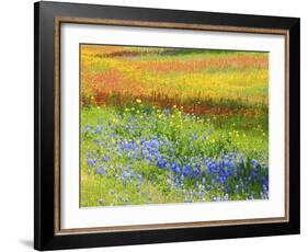 Wildflowers along Highway 29 between Llano and Buchanan Dam, Texas Hill Country-Sylvia Gulin-Framed Photographic Print