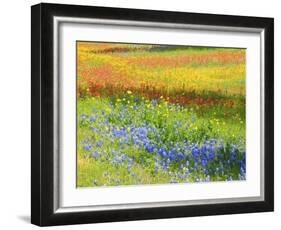 Wildflowers along Highway 29 between Llano and Buchanan Dam, Texas Hill Country-Sylvia Gulin-Framed Photographic Print