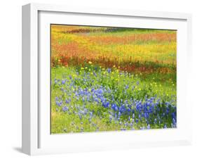Wildflowers along Highway 29 between Llano and Buchanan Dam, Texas Hill Country-Sylvia Gulin-Framed Photographic Print