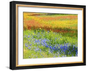 Wildflowers along Highway 29 between Llano and Buchanan Dam, Texas Hill Country-Sylvia Gulin-Framed Photographic Print