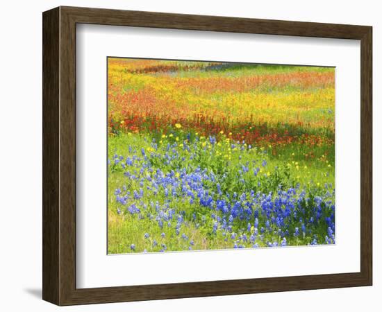 Wildflowers along Highway 29 between Llano and Buchanan Dam, Texas Hill Country-Sylvia Gulin-Framed Photographic Print