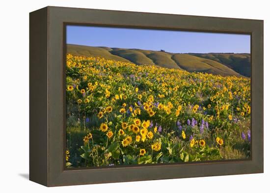 Wildflowers along Hillside, Columbia River Gorge National Scenic Area, Oregon-Craig Tuttle-Framed Premier Image Canvas