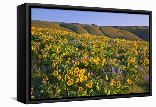 Wildflowers along Hillside, Columbia River Gorge National Scenic Area, Oregon-Craig Tuttle-Framed Premier Image Canvas