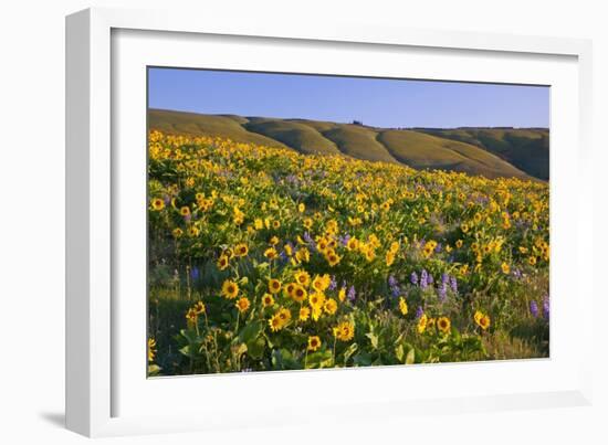 Wildflowers along Hillside, Columbia River Gorge National Scenic Area, Oregon-Craig Tuttle-Framed Photographic Print