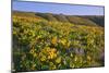 Wildflowers along Hillside, Columbia River Gorge National Scenic Area, Oregon-Craig Tuttle-Mounted Photographic Print