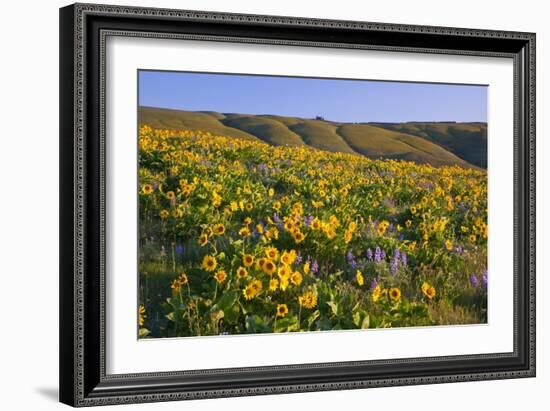 Wildflowers along Hillside, Columbia River Gorge National Scenic Area, Oregon-Craig Tuttle-Framed Photographic Print