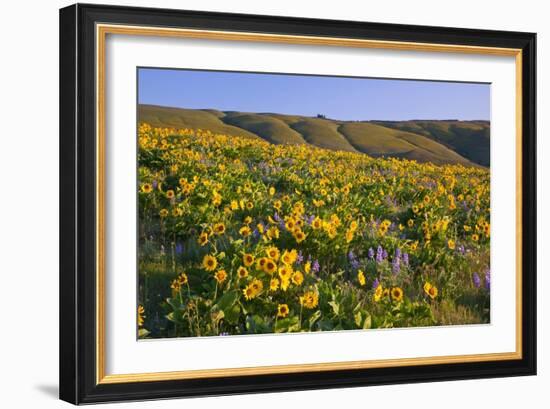 Wildflowers along Hillside, Columbia River Gorge National Scenic Area, Oregon-Craig Tuttle-Framed Photographic Print