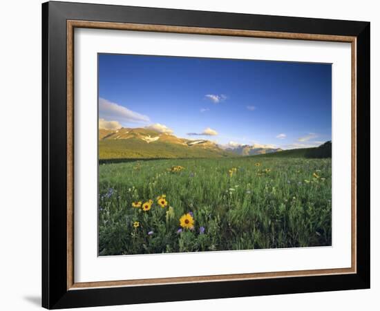 Wildflowers Along Rocky Mountain Front Near Browning, Montana, USA-Chuck Haney-Framed Photographic Print