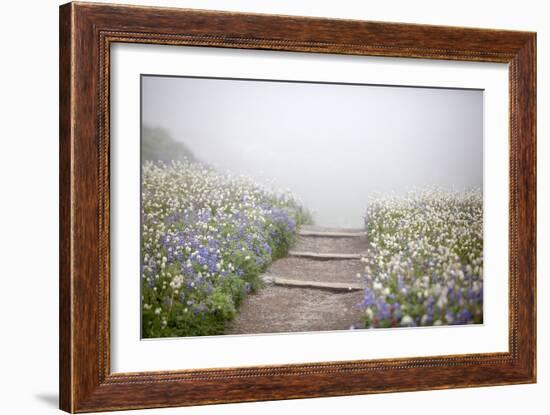 Wildflowers Along The Skyline Trail Out Of Paradise In Mount Rainier National Park, Washington-Ian Shive-Framed Photographic Print