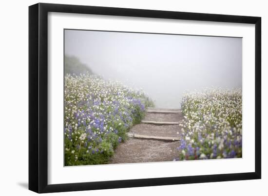 Wildflowers Along The Skyline Trail Out Of Paradise In Mount Rainier National Park, Washington-Ian Shive-Framed Photographic Print