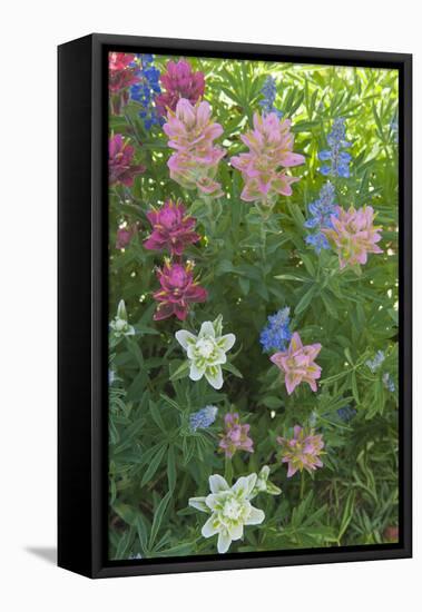 Wildflowers, Alta Ski Resort, Uinta-Wasatch-Cache Nf, Utah-Howie Garber-Framed Premier Image Canvas