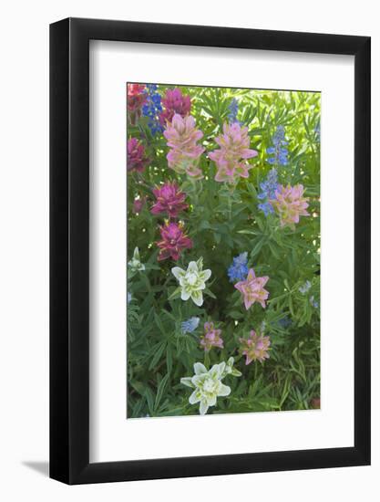 Wildflowers, Alta Ski Resort, Uinta-Wasatch-Cache Nf, Utah-Howie Garber-Framed Photographic Print