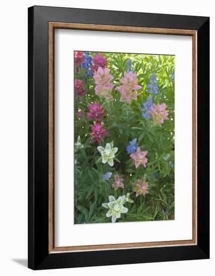 Wildflowers, Alta Ski Resort, Uinta-Wasatch-Cache Nf, Utah-Howie Garber-Framed Photographic Print