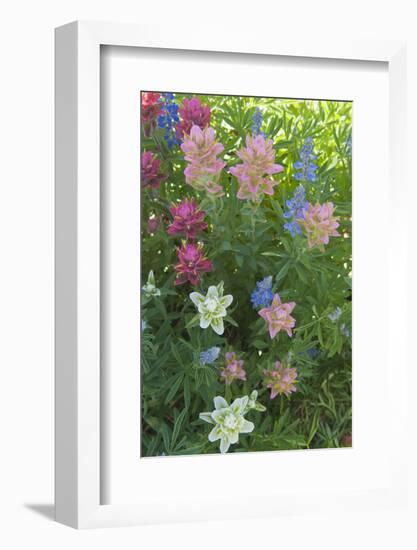 Wildflowers, Alta Ski Resort, Uinta-Wasatch-Cache Nf, Utah-Howie Garber-Framed Photographic Print