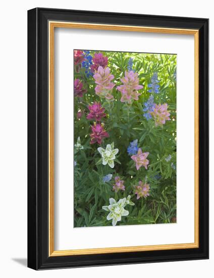 Wildflowers, Alta Ski Resort, Uinta-Wasatch-Cache Nf, Utah-Howie Garber-Framed Photographic Print