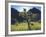 Wildflowers and Cacti in Sunlight, Organ Pipe Cactus National Monument, Arizona, USA-Christopher Talbot Frank-Framed Photographic Print