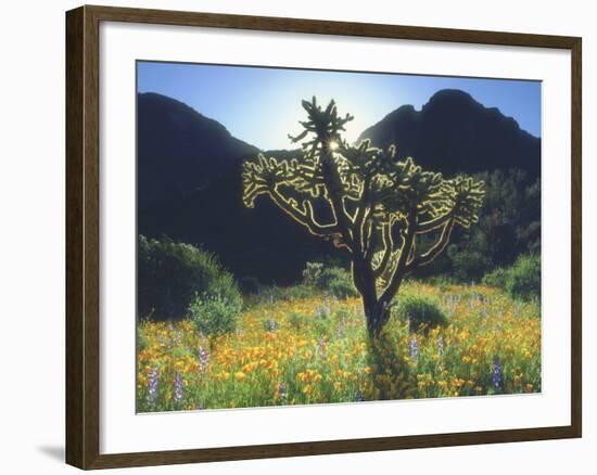 Wildflowers and Cacti in Sunlight, Organ Pipe Cactus National Monument, Arizona, USA-Christopher Talbot Frank-Framed Photographic Print