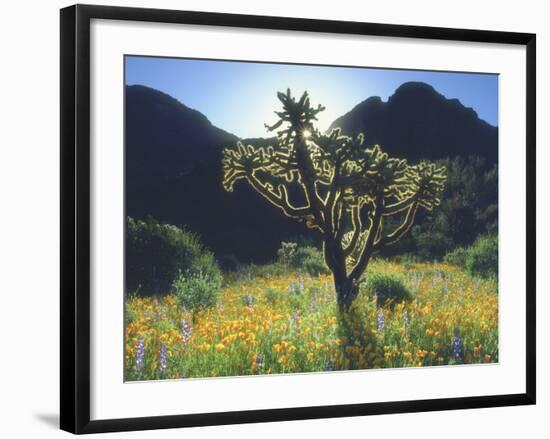 Wildflowers and Cacti in Sunlight, Organ Pipe Cactus National Monument, Arizona, USA-Christopher Talbot Frank-Framed Photographic Print