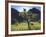 Wildflowers and Cacti in Sunlight, Organ Pipe Cactus National Monument, Arizona, USA-Christopher Talbot Frank-Framed Photographic Print