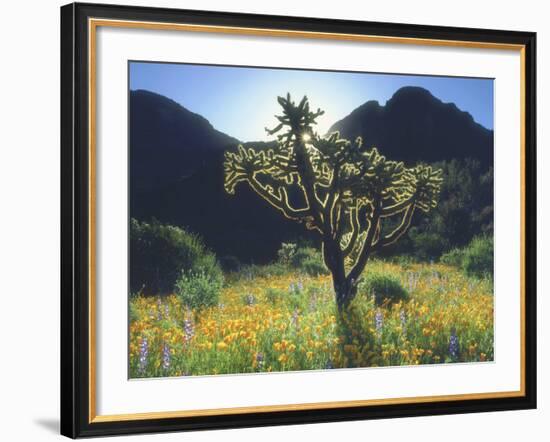 Wildflowers and Cacti in Sunlight, Organ Pipe Cactus National Monument, Arizona, USA-Christopher Talbot Frank-Framed Photographic Print