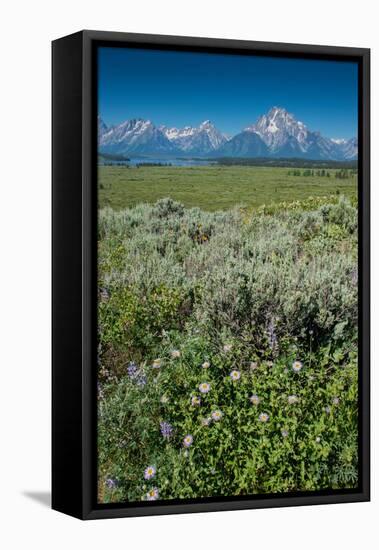 Wildflowers and Grand Tetons, Lunch Tree Hill, Grand Teton National Park, Wyoming, Usa.-Roddy Scheer-Framed Premier Image Canvas