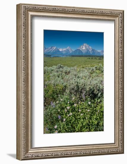 Wildflowers and Grand Tetons, Lunch Tree Hill, Grand Teton National Park, Wyoming, Usa.-Roddy Scheer-Framed Photographic Print