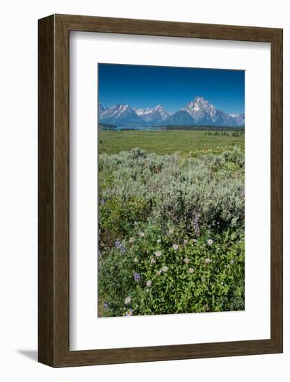 Wildflowers and Grand Tetons, Lunch Tree Hill, Grand Teton National Park, Wyoming, Usa.-Roddy Scheer-Framed Photographic Print