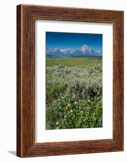 Wildflowers and Grand Tetons, Lunch Tree Hill, Grand Teton National Park, Wyoming, Usa.-Roddy Scheer-Framed Photographic Print