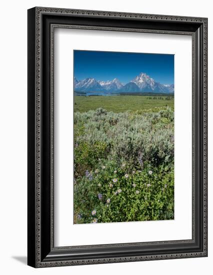 Wildflowers and Grand Tetons, Lunch Tree Hill, Grand Teton National Park, Wyoming, Usa.-Roddy Scheer-Framed Photographic Print