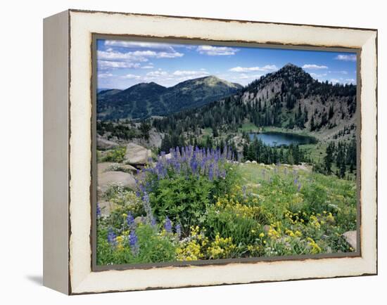 Wildflowers and Lake Catherine, Pioneer Peak, Uinta Wasatch Nf, Utah-Howie Garber-Framed Premier Image Canvas