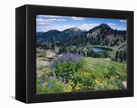 Wildflowers and Lake Catherine, Pioneer Peak, Uinta Wasatch Nf, Utah-Howie Garber-Framed Premier Image Canvas