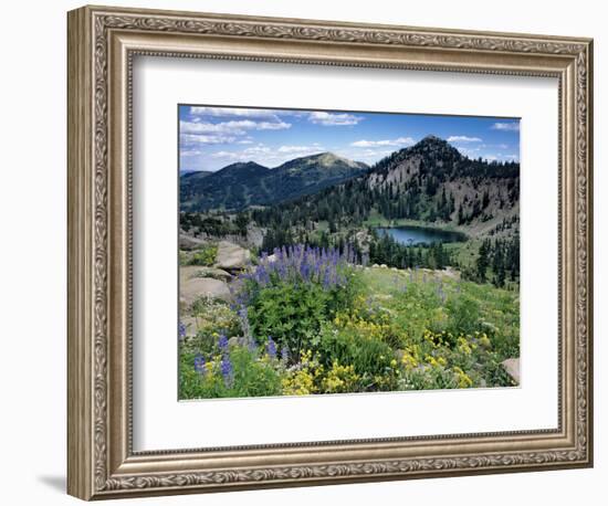 Wildflowers and Lake Catherine, Pioneer Peak, Uinta Wasatch Nf, Utah-Howie Garber-Framed Photographic Print