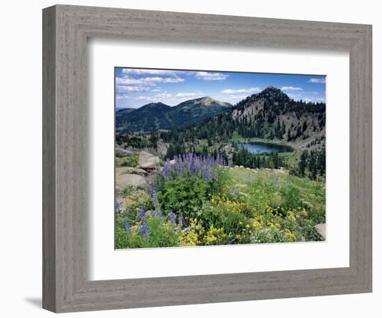 Wildflowers and Lake Catherine, Pioneer Peak, Uinta Wasatch Nf, Utah-Howie Garber-Framed Photographic Print