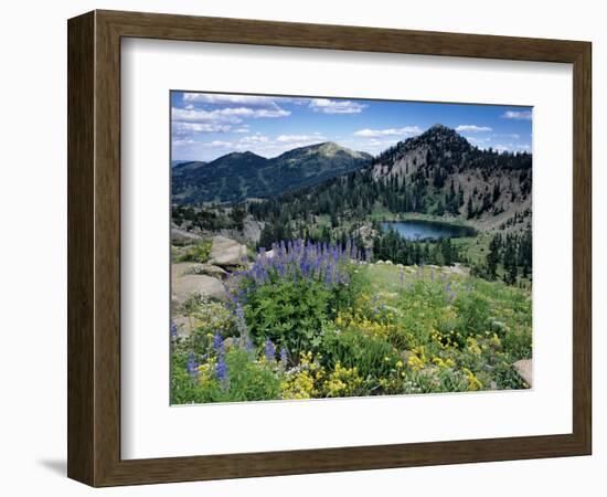 Wildflowers and Lake Catherine, Pioneer Peak, Uinta Wasatch Nf, Utah-Howie Garber-Framed Photographic Print