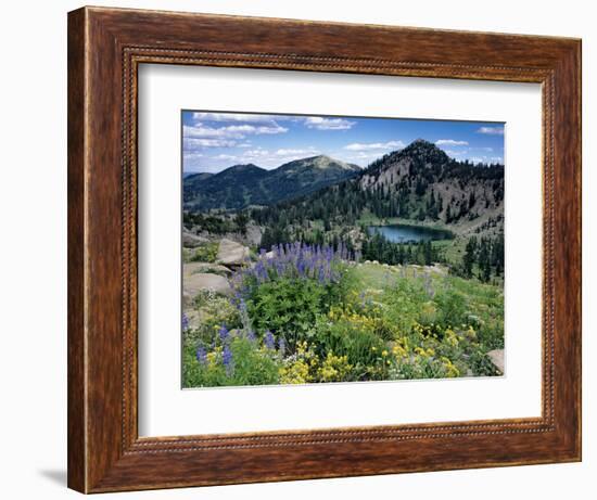 Wildflowers and Lake Catherine, Pioneer Peak, Uinta Wasatch Nf, Utah-Howie Garber-Framed Photographic Print