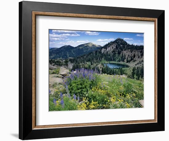 Wildflowers and Lake Catherine, Pioneer Peak, Uinta Wasatch Nf, Utah-Howie Garber-Framed Photographic Print
