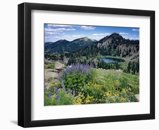 Wildflowers and Lake Catherine, Pioneer Peak, Uinta Wasatch Nf, Utah-Howie Garber-Framed Photographic Print