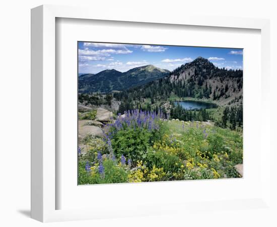 Wildflowers and Lake Catherine, Pioneer Peak, Uinta Wasatch Nf, Utah-Howie Garber-Framed Photographic Print