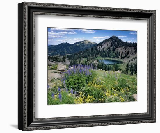 Wildflowers and Lake Catherine, Pioneer Peak, Uinta Wasatch Nf, Utah-Howie Garber-Framed Photographic Print