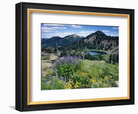 Wildflowers and Lake Catherine, Pioneer Peak, Uinta Wasatch Nf, Utah-Howie Garber-Framed Photographic Print