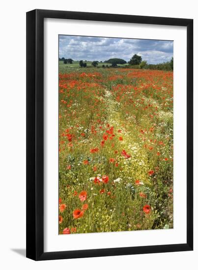 Wildflowers and Legumes on Set-Aside Field in Rural Landscape-null-Framed Photographic Print