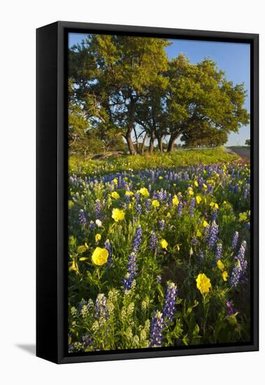 Wildflowers and Live Oak in Texas Hill Country, Texas, USA-Larry Ditto-Framed Premier Image Canvas