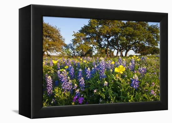 Wildflowers and Live Oak in Texas Hill Country, Texas, USA-Larry Ditto-Framed Premier Image Canvas