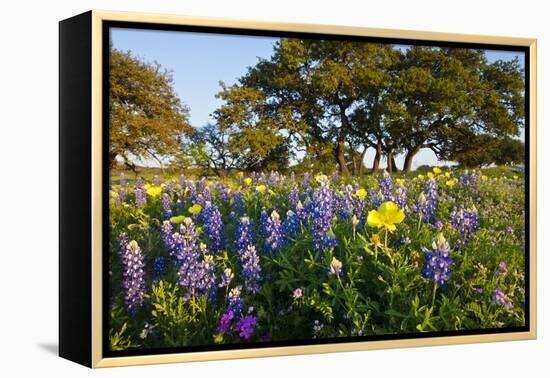 Wildflowers and Live Oak in Texas Hill Country, Texas, USA-Larry Ditto-Framed Premier Image Canvas