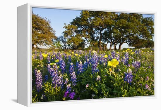 Wildflowers and Live Oak in Texas Hill Country, Texas, USA-Larry Ditto-Framed Premier Image Canvas