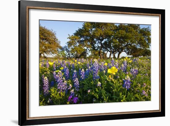 Wildflowers and Live Oak in Texas Hill Country, Texas, USA-Larry Ditto-Framed Photographic Print