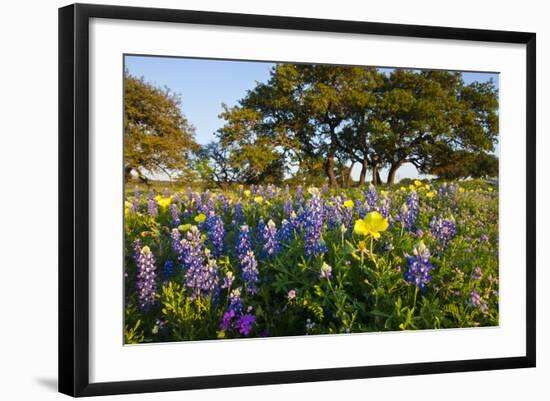 Wildflowers and Live Oak in Texas Hill Country, Texas, USA-Larry Ditto-Framed Photographic Print